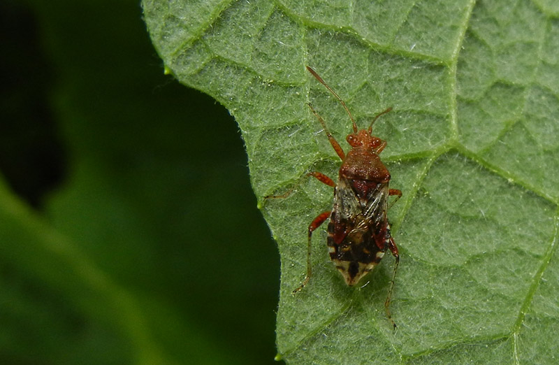 Rhopalidae: Rhopalus subrufus del Trentino (TN)